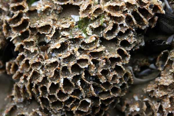 Hermelles (Sabellaria alveolata) sur la plage du Ris à Douarnenez.