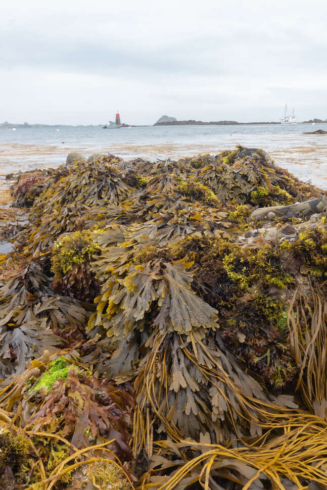 Habitat rocheux intertidal à dominante macroalgale, Ile d'Ouessant, Juillet 2021