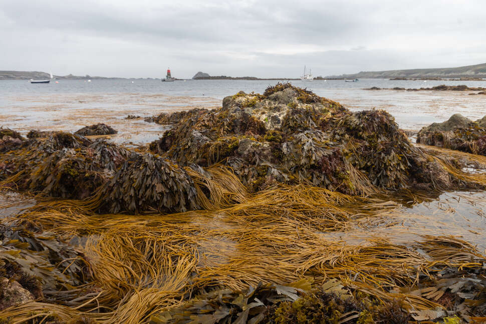 Habitat rocheux intertidal à dominante macroalgale, île d'Ouessant, juillet 2021.