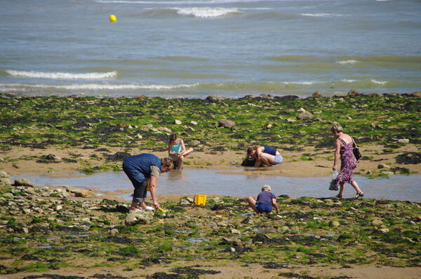 Pêcheurs à pied à Saint-Vincent-sur-Jard, en 2010.