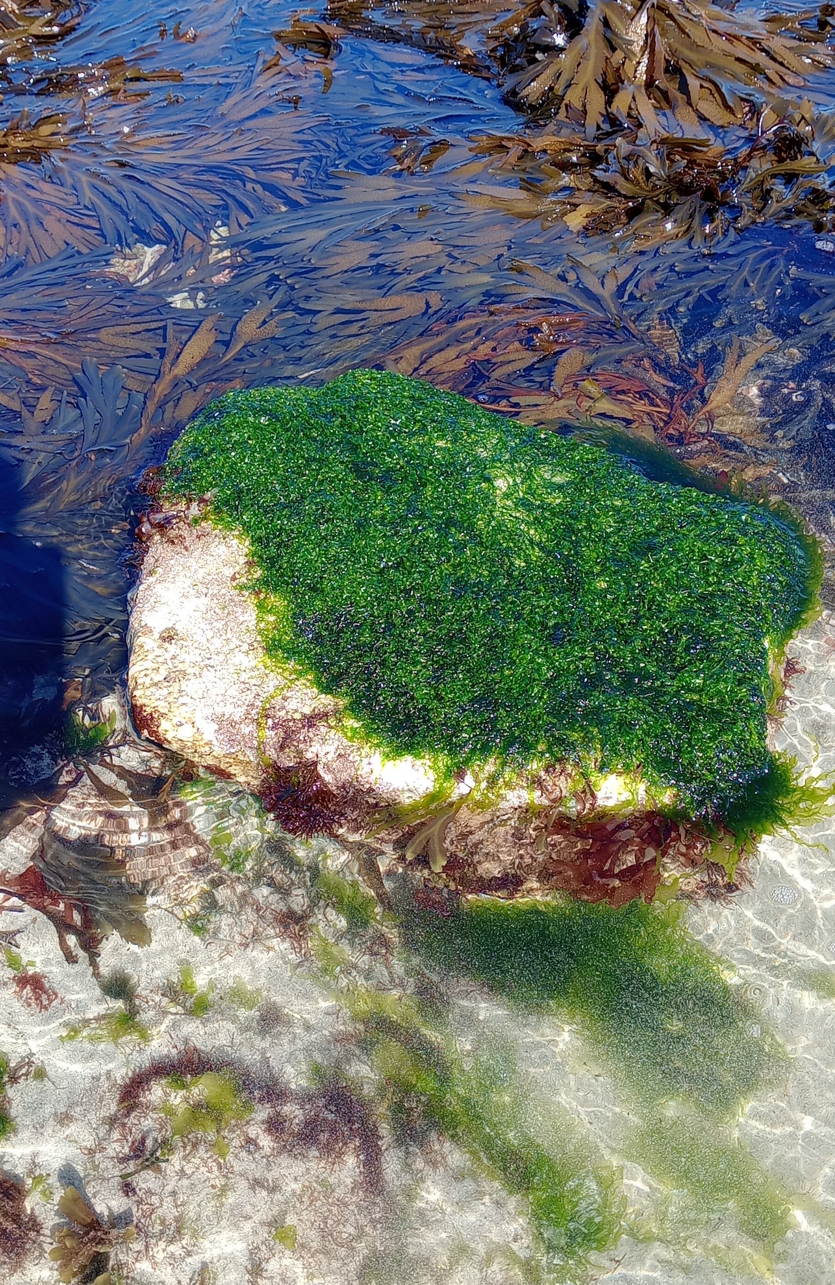 Bloc retourné, île Segal, PNMI, Septembre 2025