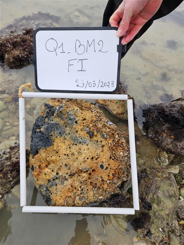 Suivi des champs de blocs selon le protocole EVAL'HABLOC (Indice QECB), Oleron, Mars 2023