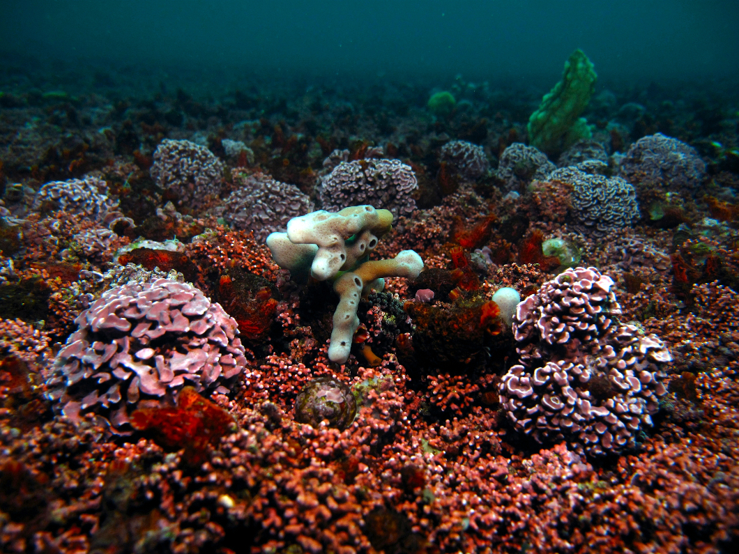 Banc de maërl de Poulmic