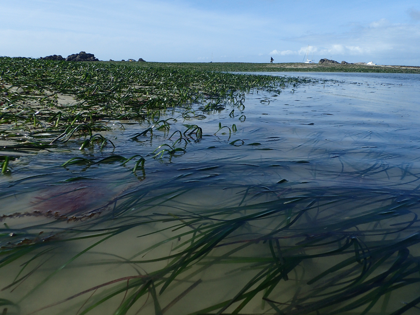 Herbier de Zostera marina à Chausey