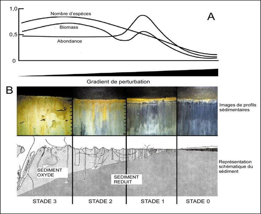 Profile sédimentaire et modèle de Pearson & Rosenberg