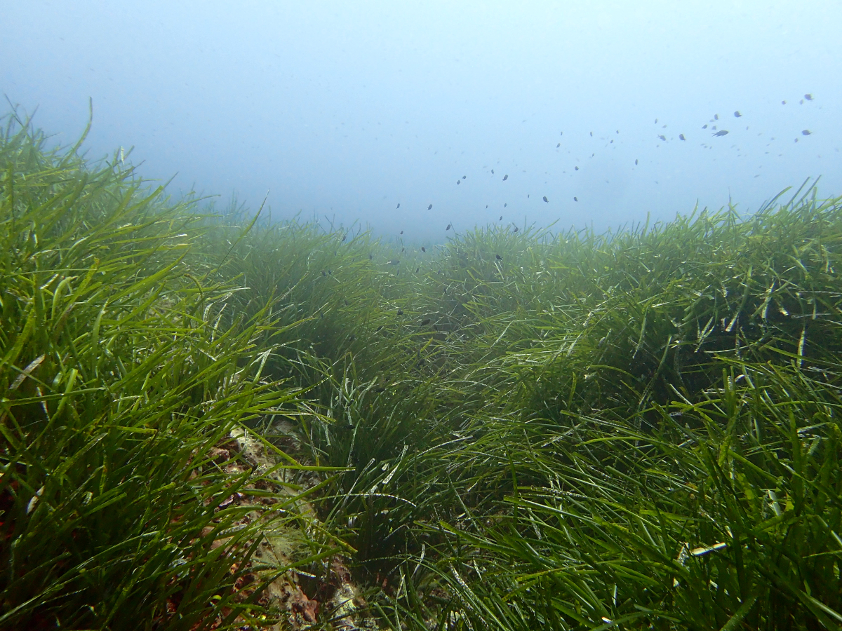 Herbier de posidonies sur roche en Corse