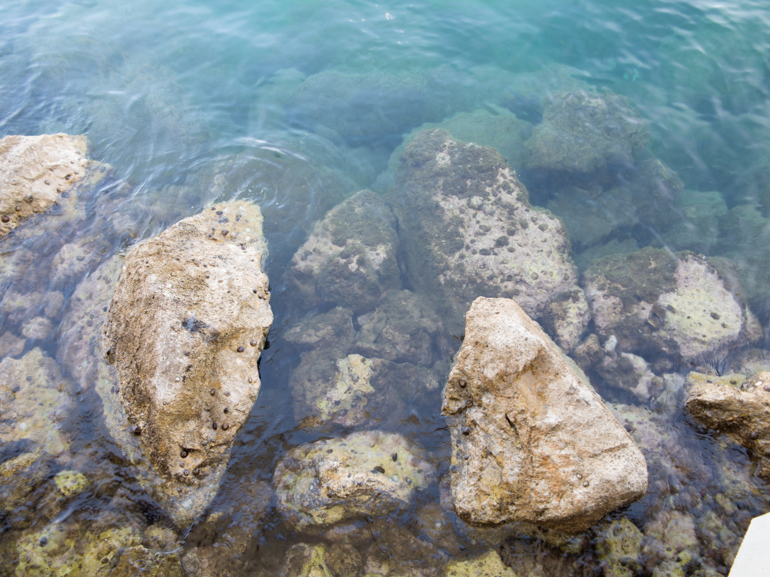 Médiolittoral Méditerranéen