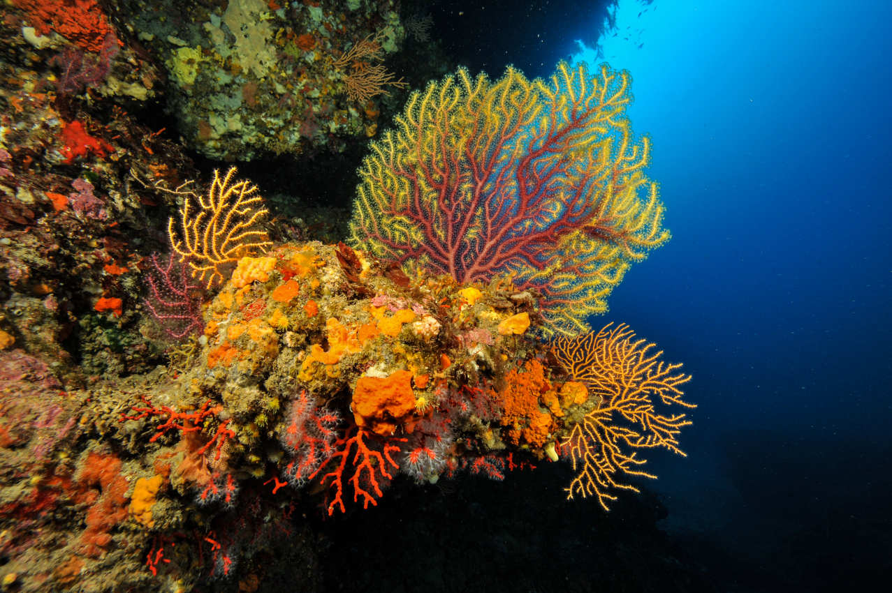 Corraligène de Méditerranée
