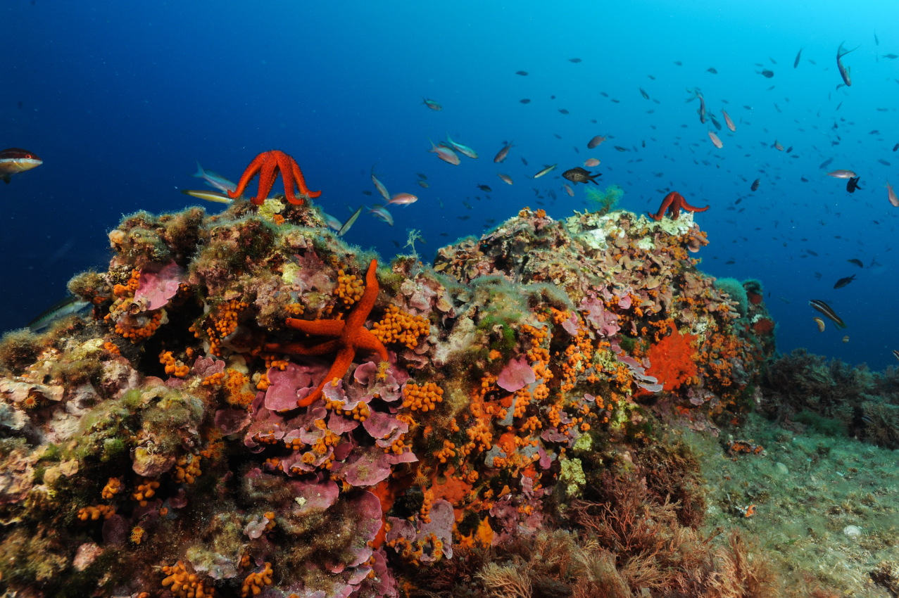 Corraligène de Méditerranée