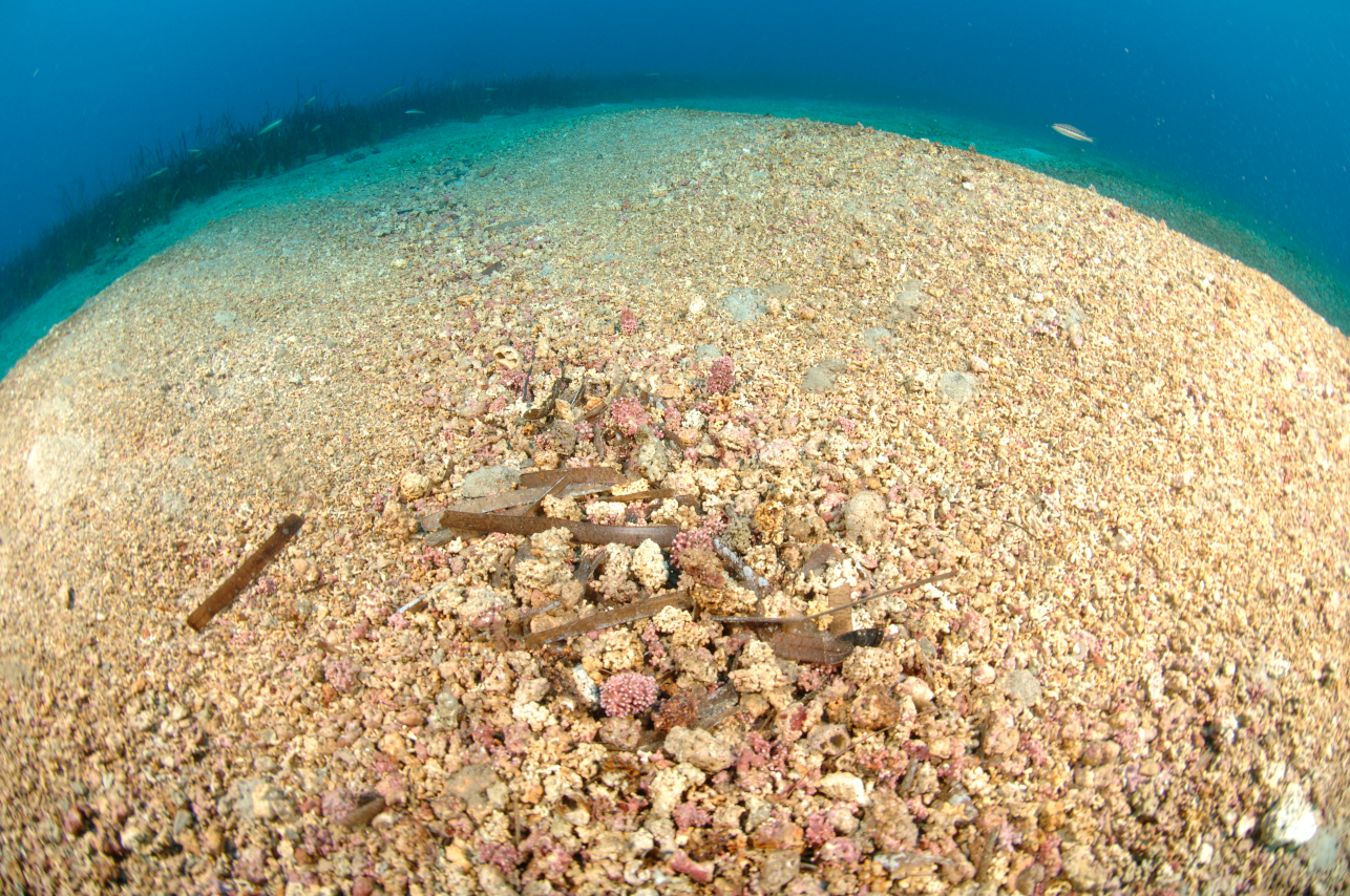 Détritique côtier et maërl en Méditerranée