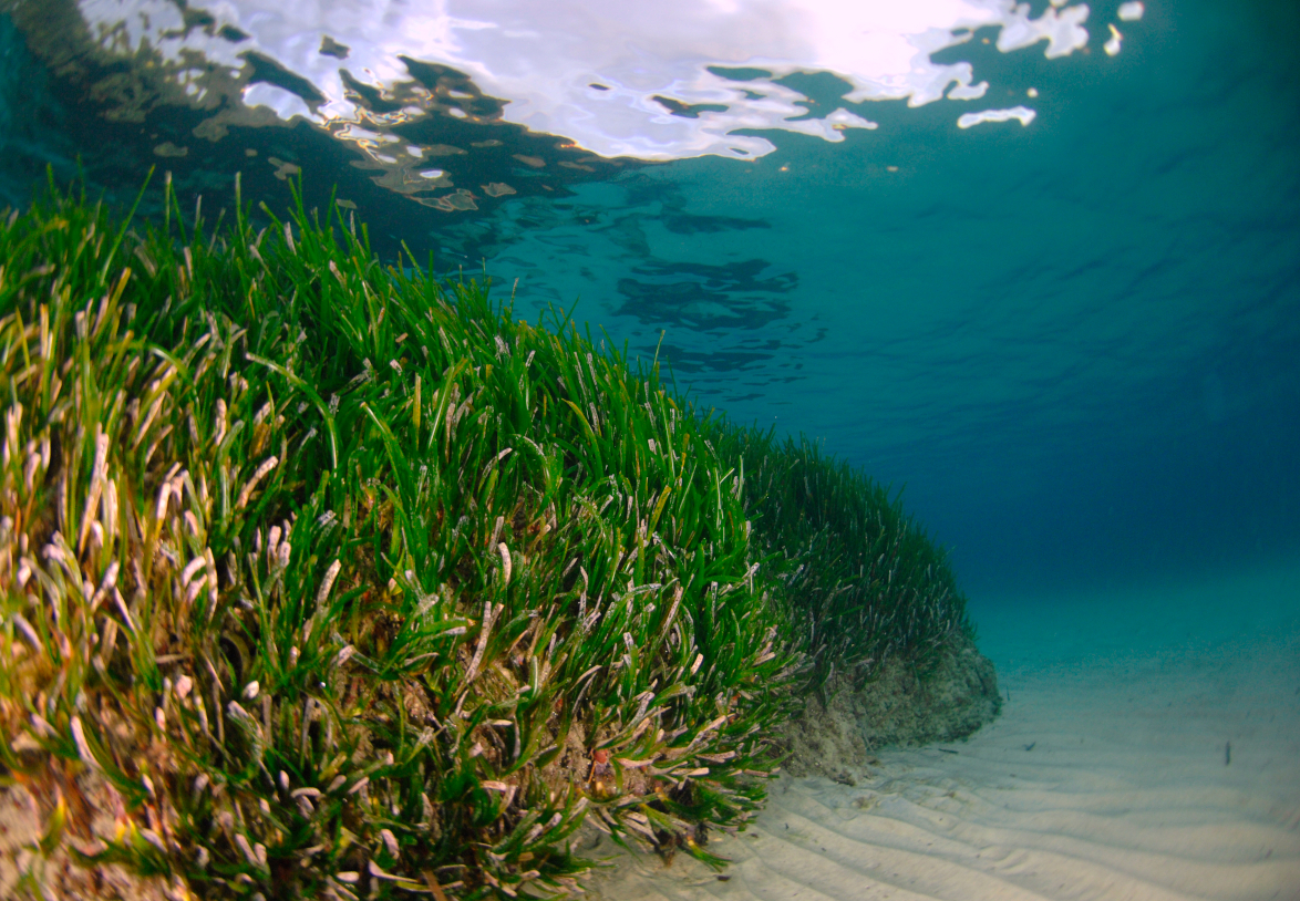Herbier de posidonies