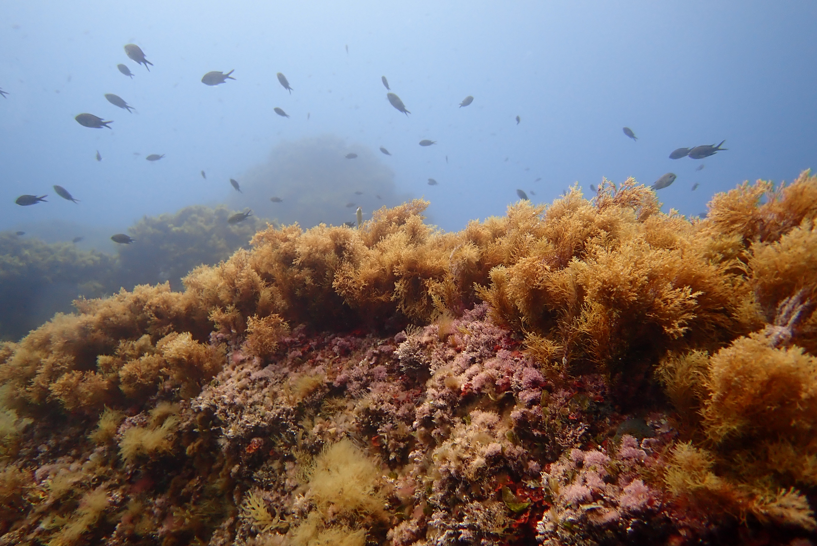 Infralittoral à algues photophiles en Corse