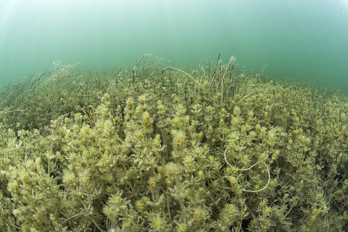 Lamprothamnium papulosum en lagune côtière