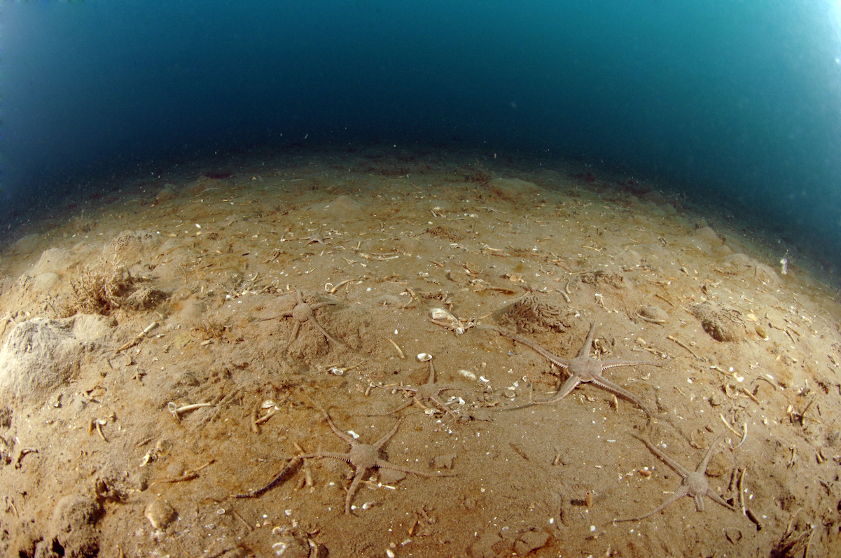 Ophiures communes (Ophiura ophiura) sur un fonds envasé de la côte languedocienne