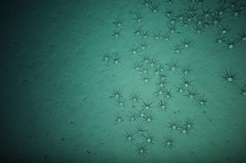 Fonds sédimentaires de l'Atlantique Nord-Est