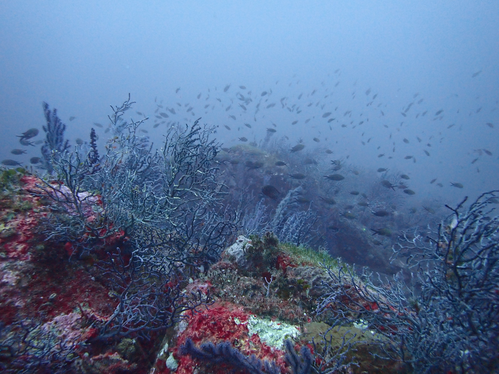 Corraligène de Corse