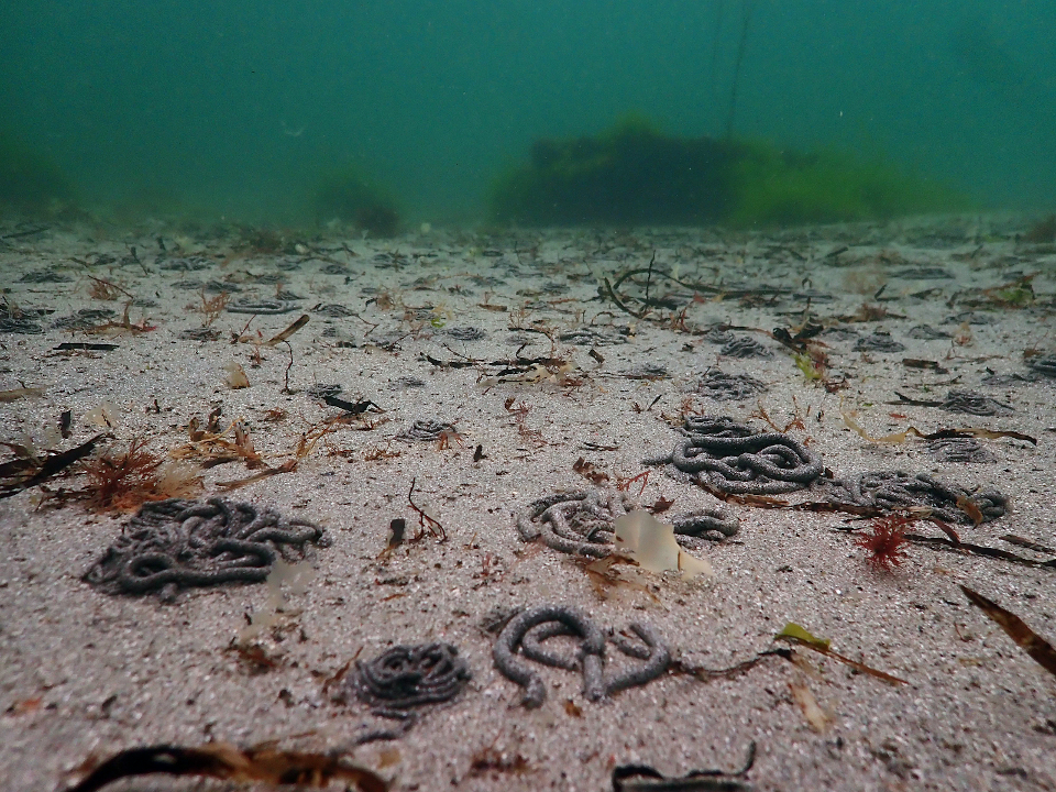 Vasière à l'Ile de Groix
