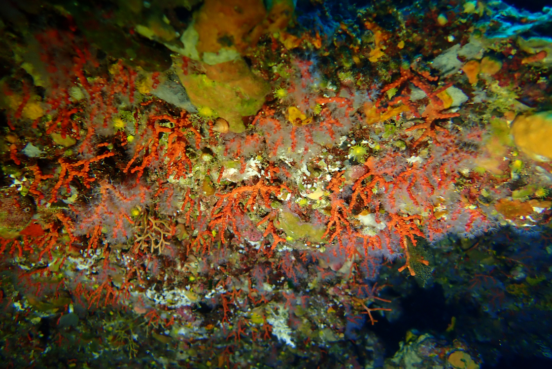 Grotte avec corail rouge