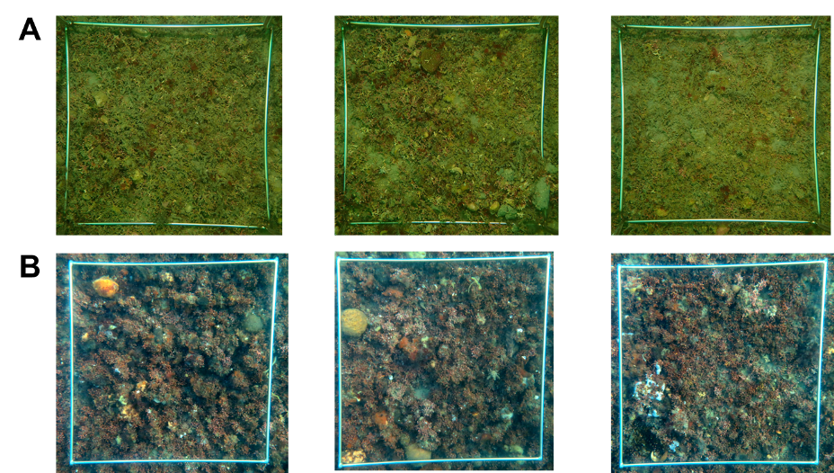 Photo-quadrats de bancs de maërl