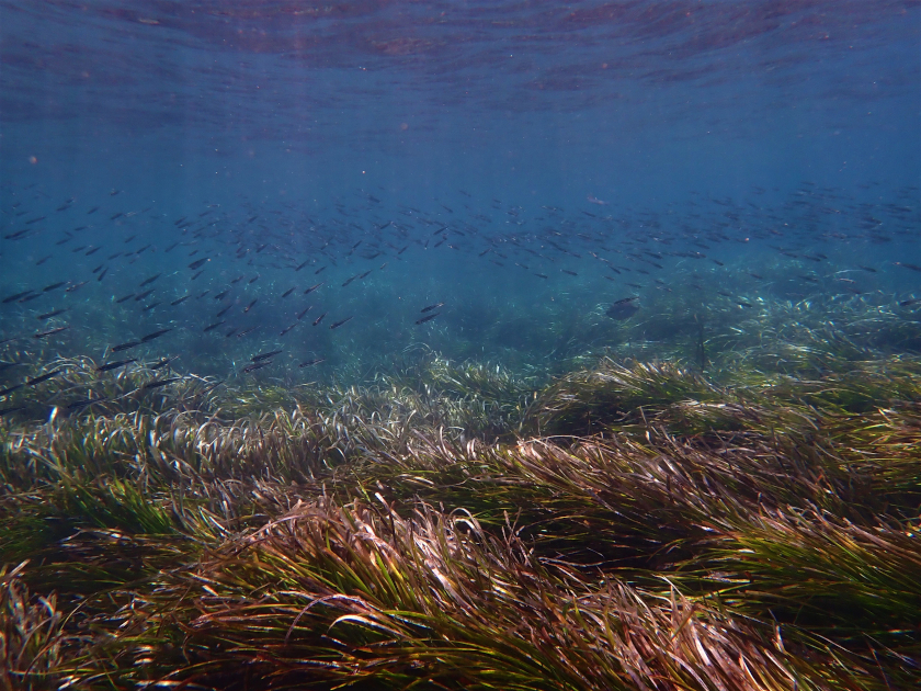 Herbier de posidonies