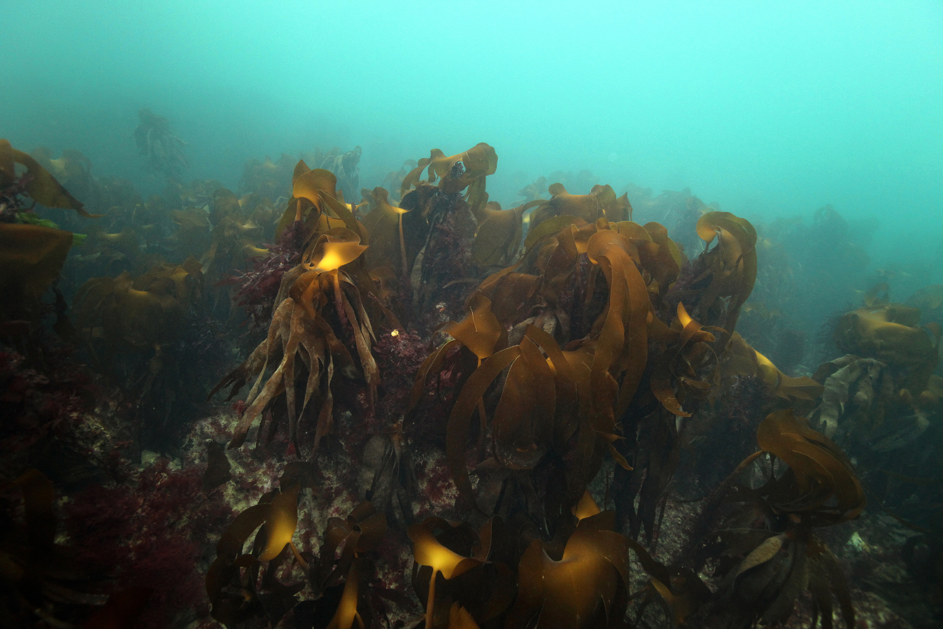 Forêt de Lamiria hyperborea