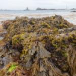 Habitat rocheux intertidal à dominante macroalgale, Ile d'Ouessant, Juillet 2021