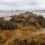 Habitat rocheux intertidal à dominante macroalgale, île d'Ouessant, juillet 2021.
