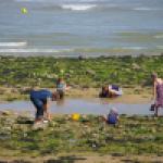 Pêcheurs à pied à Saint-Vincent-sur-Jard, en 2010.