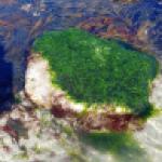 Bloc retourné, île Segal, PNMI, Septembre 2025