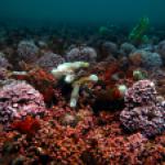 Banc de maërl de Poulmic