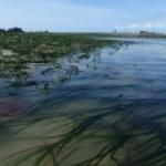 Herbier de Zostera marina à Chausey