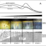 Profile sédimentaire et modèle de Pearson & Rosenberg