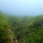 Herbier de posidonies sur roche en Corse