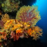 Corraligène de Méditerranée