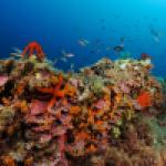 Corraligène de Méditerranée