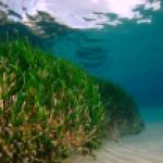 Herbier de posidonies