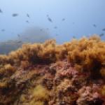 Infralittoral à algues photophiles en Corse