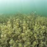 Lamprothamnium papulosum en lagune côtière