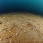 Ophiures communes (Ophiura ophiura) sur un fonds envasé de la côte languedocienne