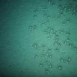 Fonds sédimentaires de l'Atlantique Nord-Est