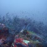 Corraligène de Corse