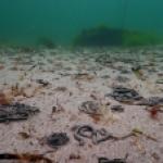 Vasière à l'Ile de Groix