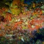 Grotte avec corail rouge