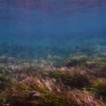 Herbier de posidonies