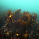 Forêt de Lamiria hyperborea